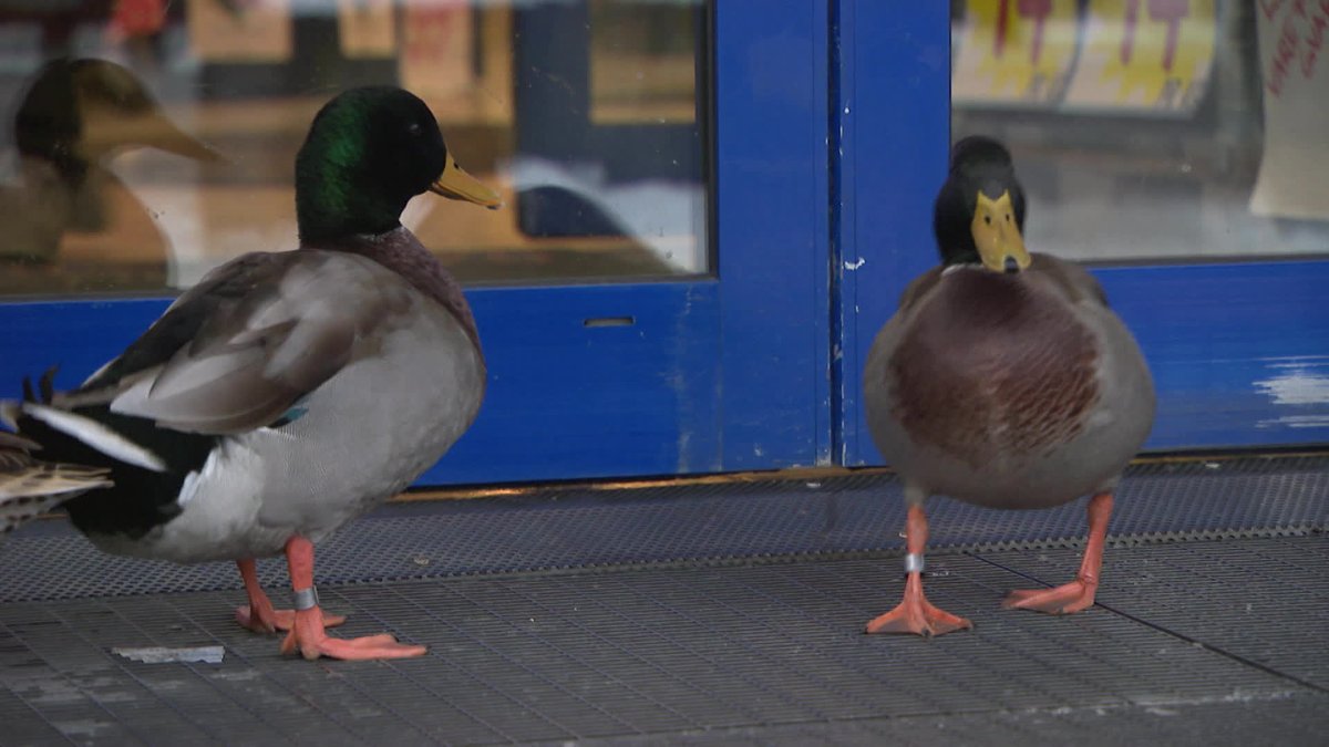 Sultne ender søker til matbutikken i jakten på føde: nrk.no/telemark/sultn…