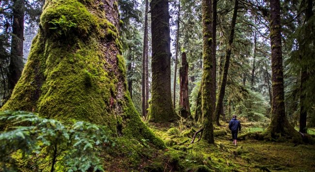 Haida Gwaii tours just released- book now as the sell out fast! #yyj #travel
milezerotours.com/haida-gwaii---…