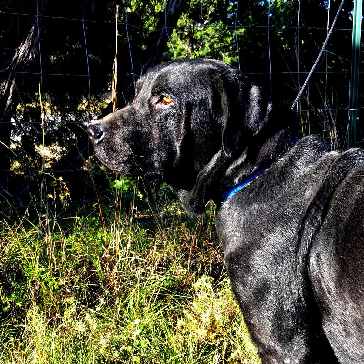 HOTLRmedia's tweet photo. Come see us Sat 11/18 at @PhydeauxATX from 10-12! Shop local and rescue labs! #labs #rescue #shoplocal https://t.co/qFPd0aK6hw