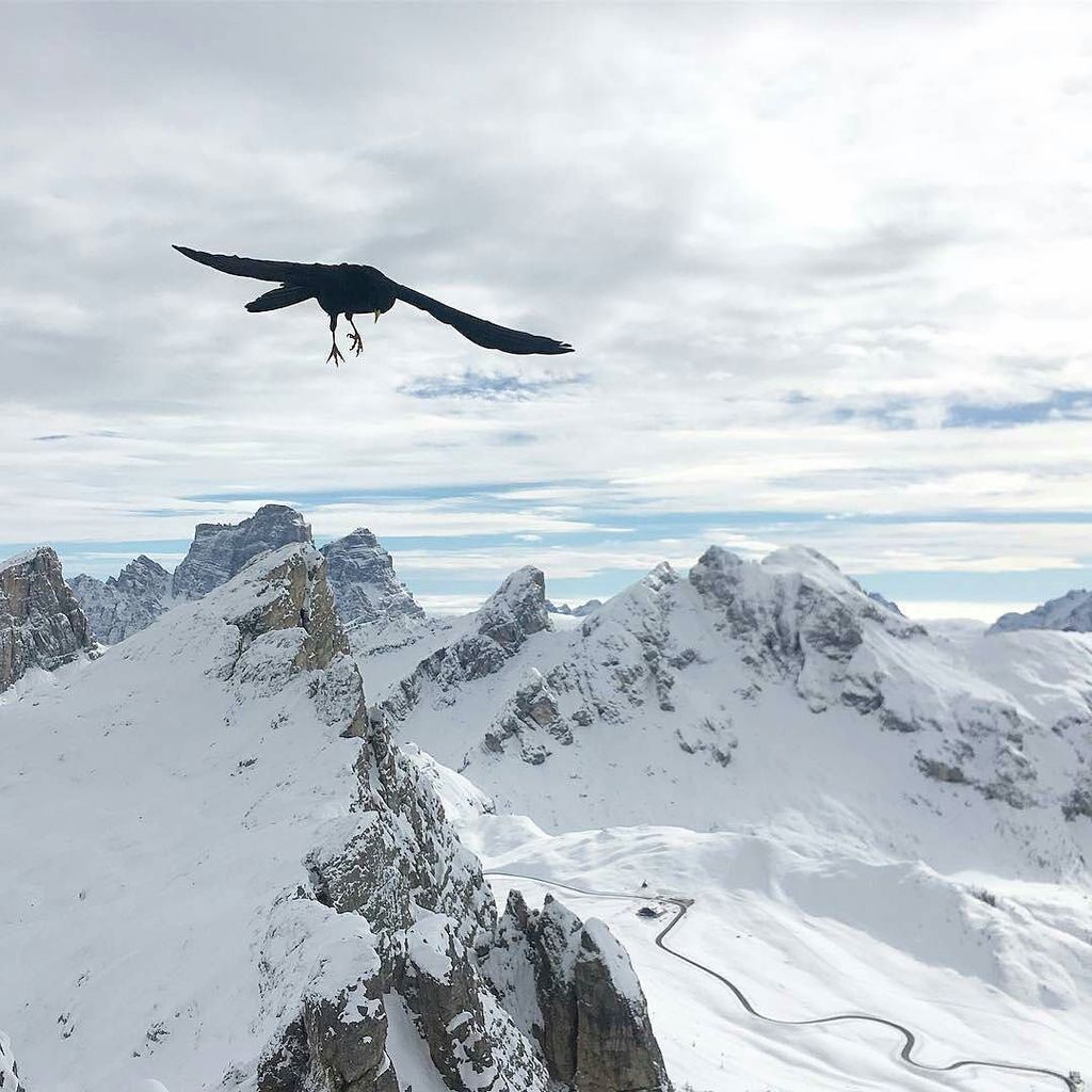 Foto di @matteodemark 👏
Sembra quasi di sentire il silenzio che regna sovrano lassù, in questo periodo dell'anno 💙❄ #igersbelluno ift.tt/2jvi2O5