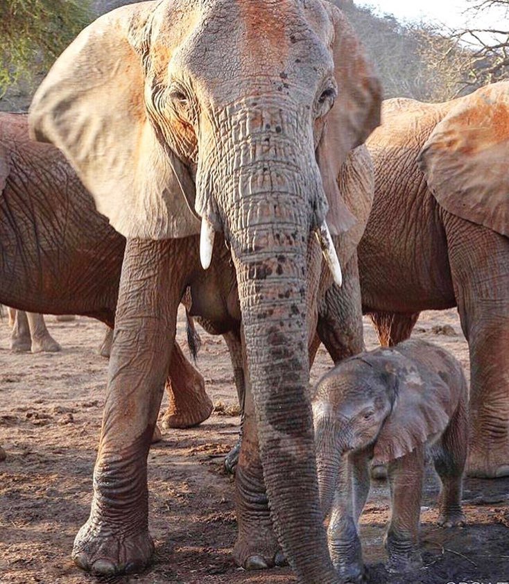 thelittleidiot's tweet image. #trump has overturned an #obama order that prevented bringing "trophies" from slaughtered elephants into the US. Let me be clear: Fuck you @realdonaldtrump and fuck you @gop . It's like Trump and the Republicans go out of their way to be as evil as they can.