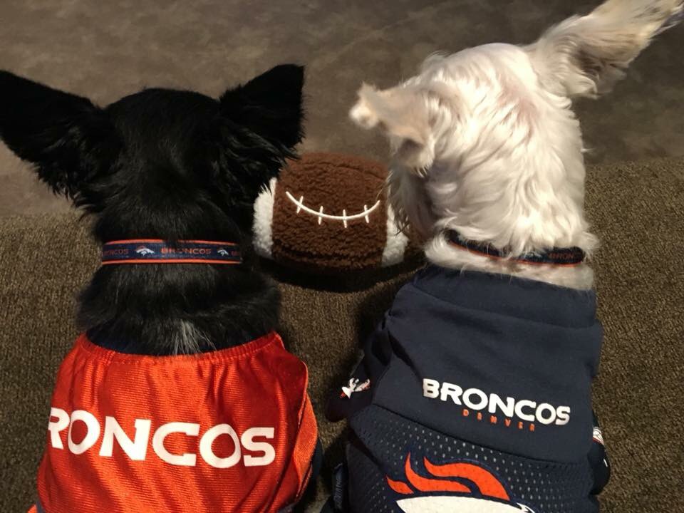 Check out the cutest furry #denver #broncos fans. Click the link and like the video to vote for them!  indi.com/99rt5