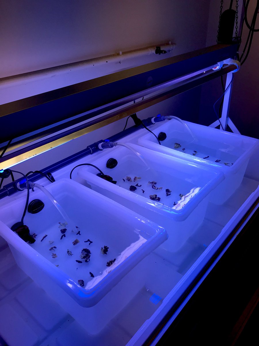 thedavieslab's tweet photo. Principal investigator @DaviesswPhD is pretty pumped about teaching @BUMPatBU students about #coral responses to #climatechange. Thanks to our lab members for lending a hand during colony sectioning today!  @bebenson9 @andrita007 @BU_Biology https://t.co/BfItJ0AElQ