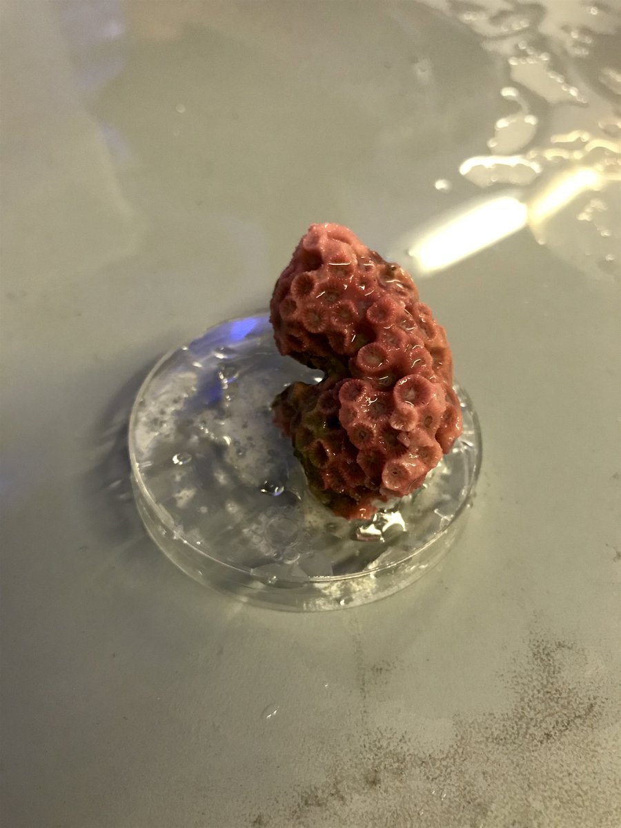 thedavieslab's tweet photo. Principal investigator @DaviesswPhD is pretty pumped about teaching @BUMPatBU students about #coral responses to #climatechange. Thanks to our lab members for lending a hand during colony sectioning today!  @bebenson9 @andrita007 @BU_Biology https://t.co/BfItJ0AElQ