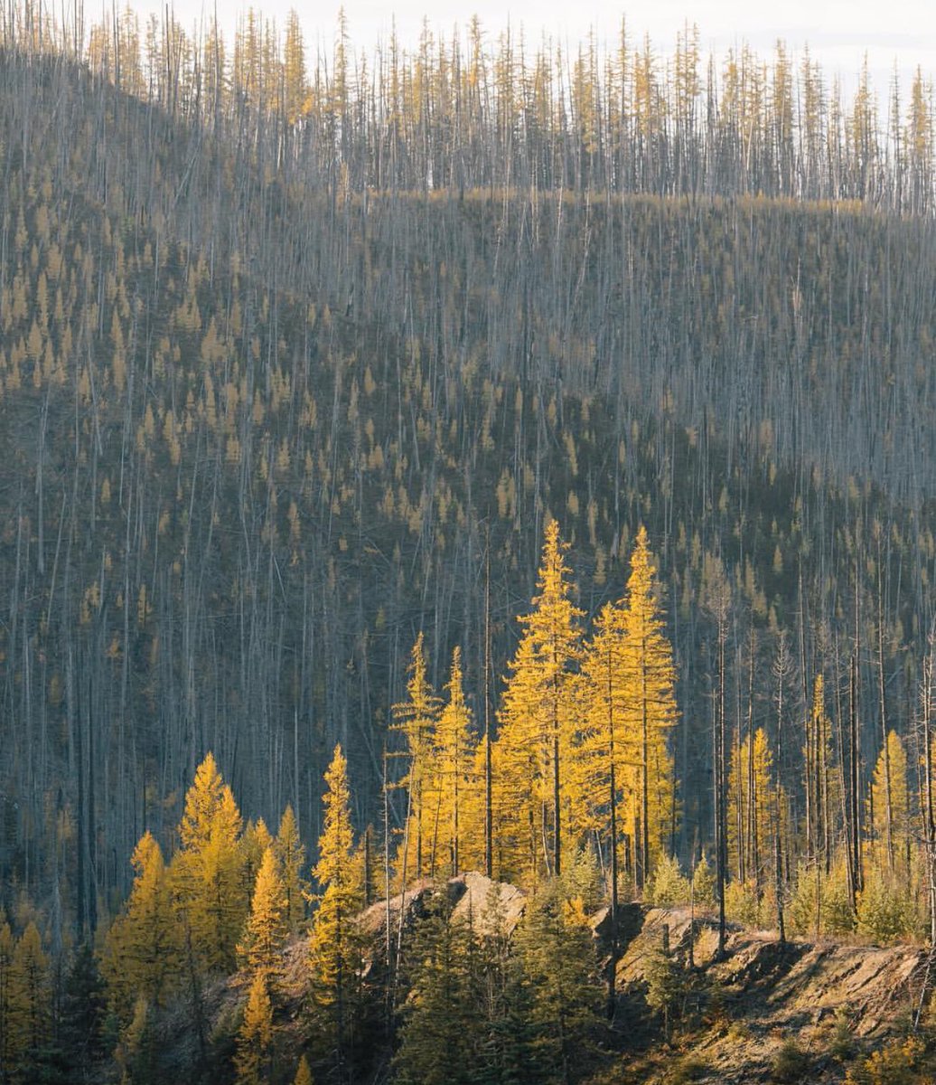 coffee_n_mtns's tweet photo. Glacier National Park https://t.co/A70w7ycljW
