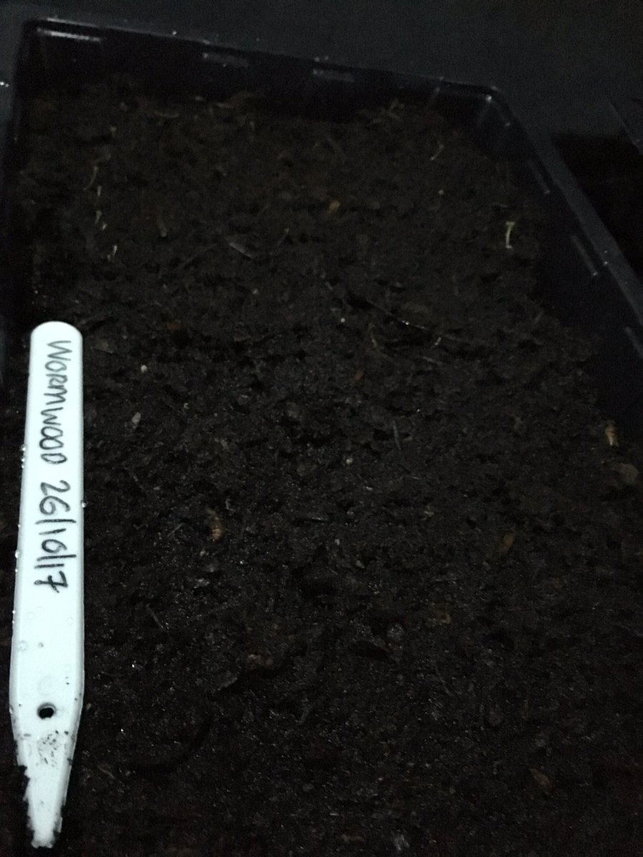 Peggy's Bar (@peggysbar) on Twitter photo New herbs for future menus from the awesome <a href="/Ste_Halligan/">Steven Halligan</a>. Keep your eyes peeled for Salford Vermouth! #GrowYourOwn New herbs for future menus from the awesome <a href="/Ste_Halligan/">Steven Halligan</a>. Keep your eyes peeled for Salford Vermouth! #GrowYourOwn