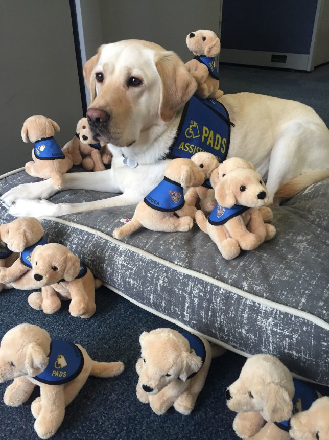 VanPoliceFnd's tweet image. Made possible by a Foundation grant, these “mini-me” stuffies of Lucca, the @VancouverPD 's Trauma Dog have arrived! #VPD