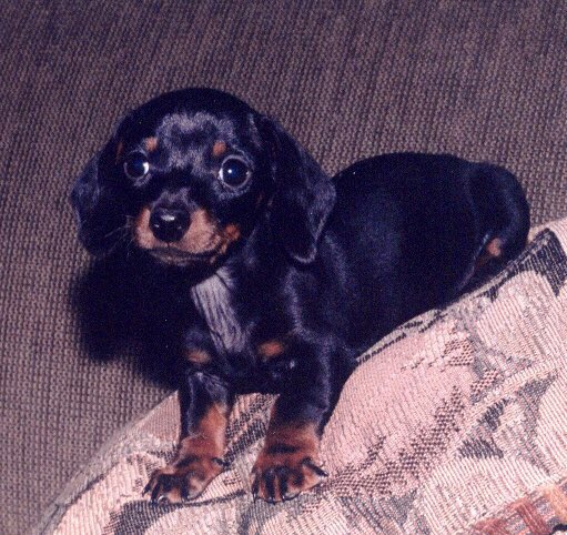 3doxiteers's tweet photo. From mama: Mayer earned his wings last night. We helped him journey peacefully over the rainbow 🌈 bridge. He’s with his brother Oscar again, and with many missed friends. Good night, little love. ❤️ https://t.co/9EBAZSuiJr