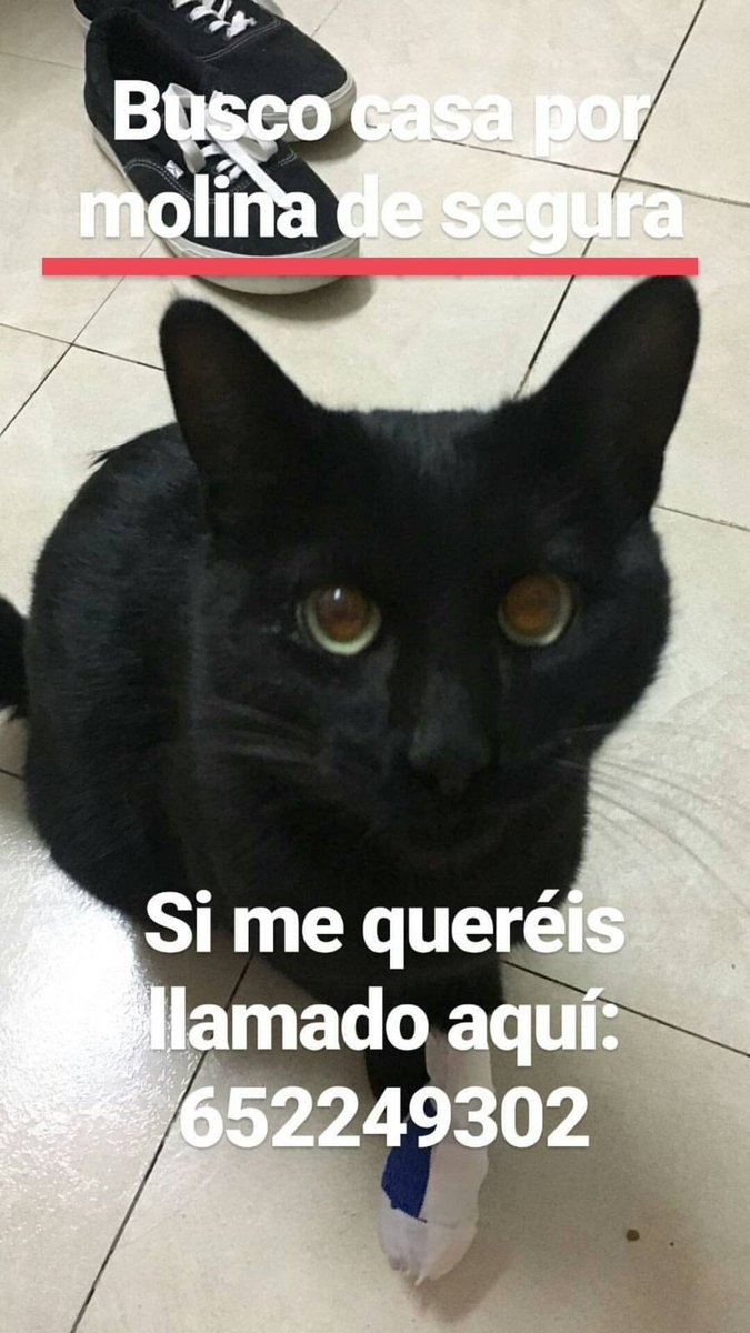 Este gatito busva casa