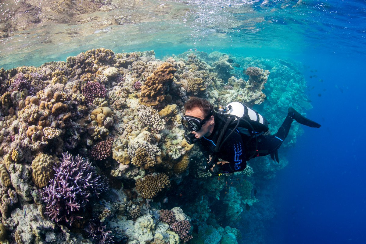 baresports's tweet photo. Where in the world is your favorite coral reef?!
📷: Martin Strmiska #BAREwetsuits https://t.co/7PMryDyj8j