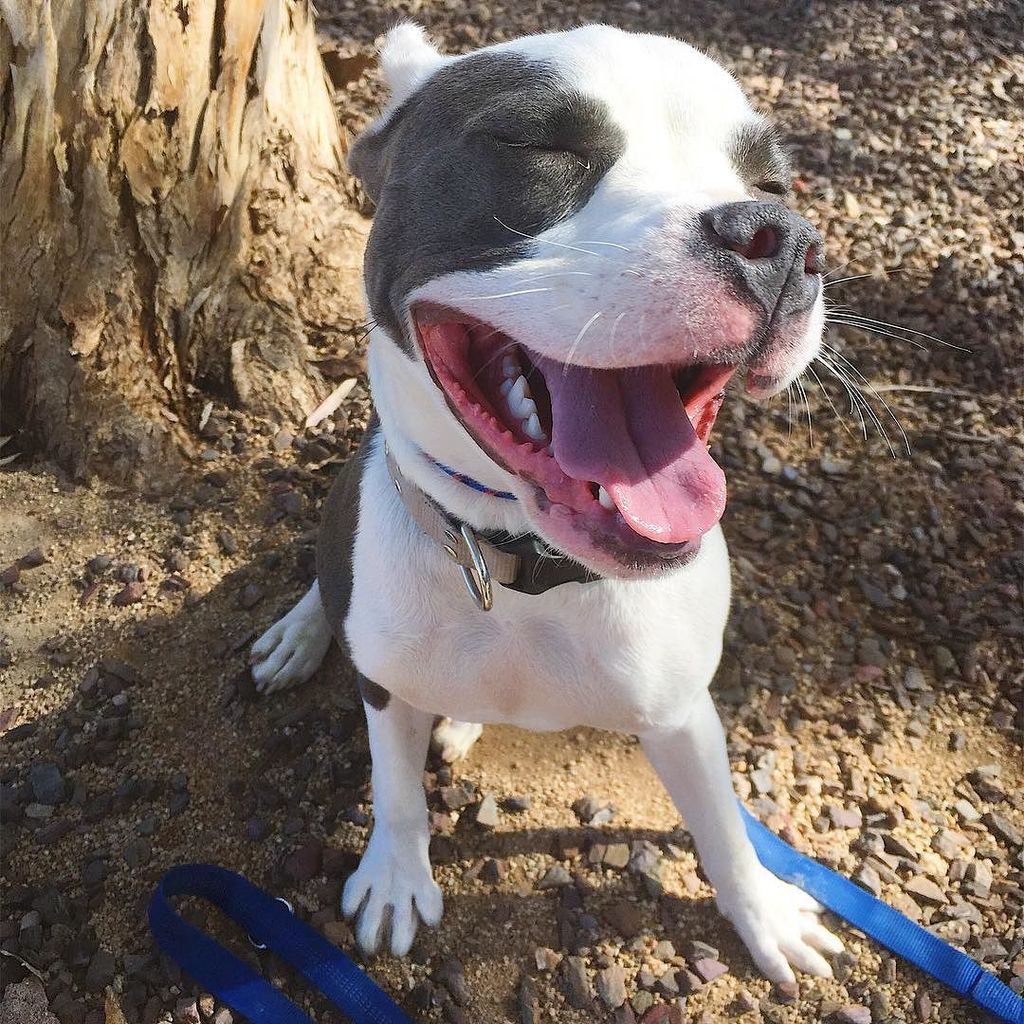 LifeUnleashedK9's tweet photo. Service K9 Bella looks happy to be going on an outing to practice some public access exercises! #babybella #pibble https://t.co/12eqLdThTo