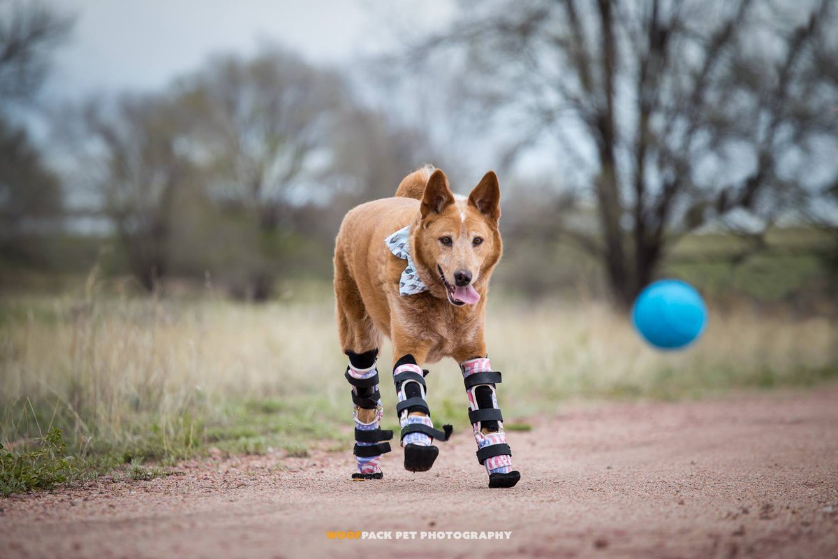 PetableCare's tweet photo. Have you heard about Naki'o?!? The first bionic dog to have FOUR prosthetic legs. Amazing story. https://t.co/KRjHcqtyTx
#nakio #bionicdog #petable #dog #dogs #dogsoftwitter https://t.co/3UHGprwq1d