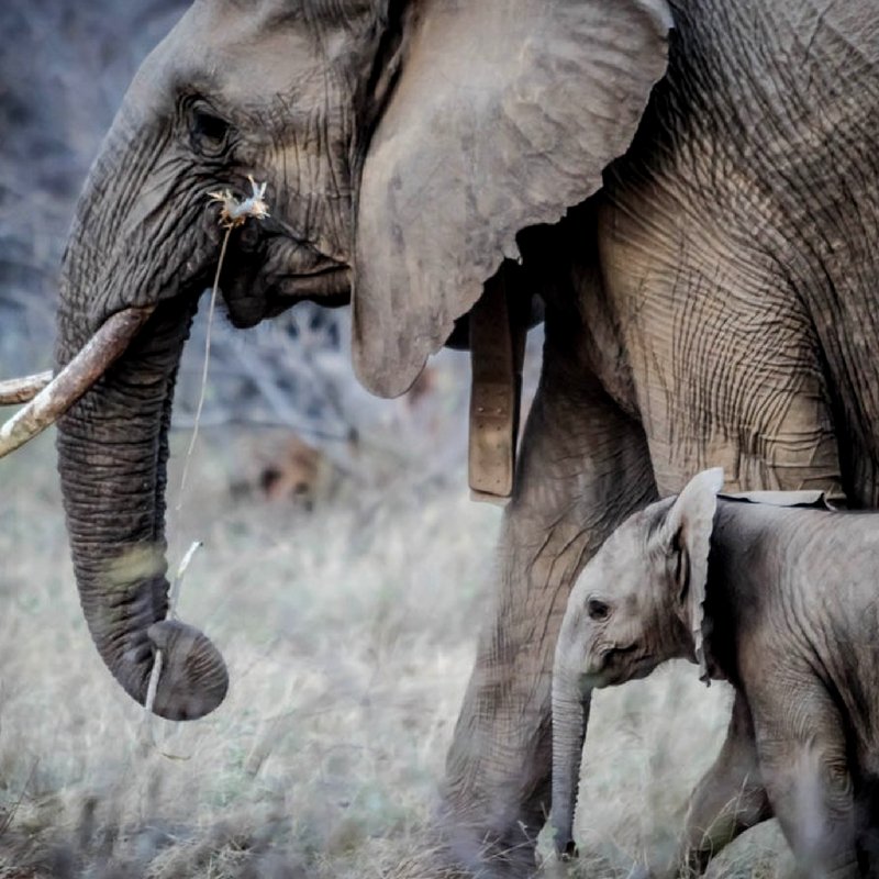 rise4earth's tweet photo. Asian Elephants are one of many endangered species in the Khasi region due to habitat loss. Help us rebuild their home! #1MTrees #GrowHope https://t.co/ERIIEQgO0k