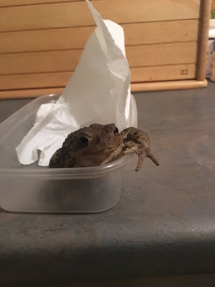 Just found this little dude in the road!! Didn’t look happy, so saved him and going to release him by the lake tomorrow!! Any tips?? #ThursdayMotivation #Thursday #toad