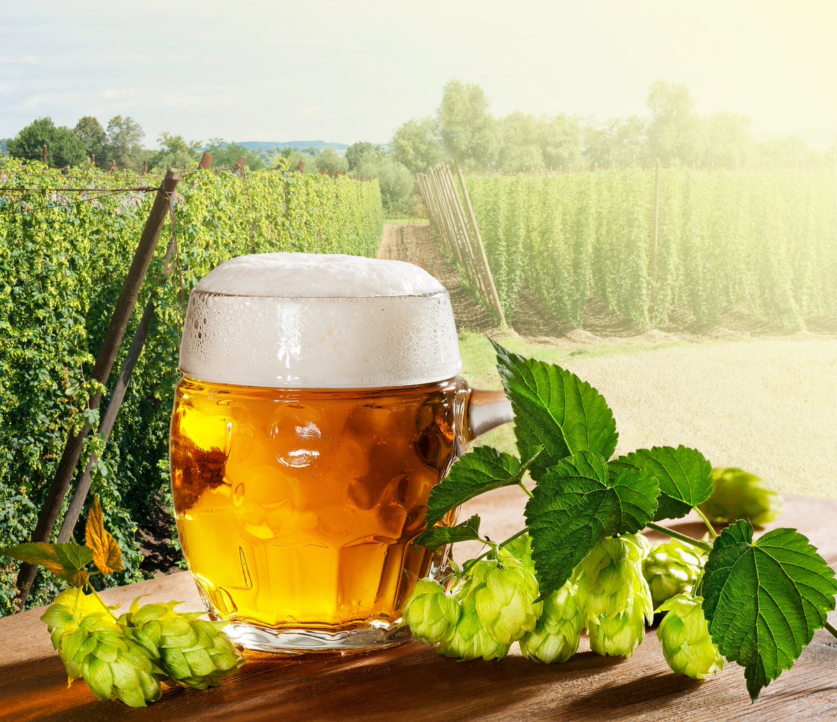 Dornoch Hops tweet media