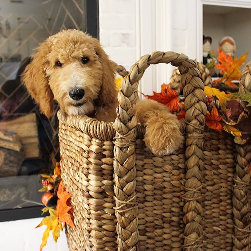 potterybarn's tweet photo. Abby the Goldendoodle is a total basket case 🐕❤️🍂 https://t.co/wstLjsbzU5 #mypotterybarn #falldecor #pbpet

[📸: @azkidnurse on Instagram] https://t.co/neUpunIvTP