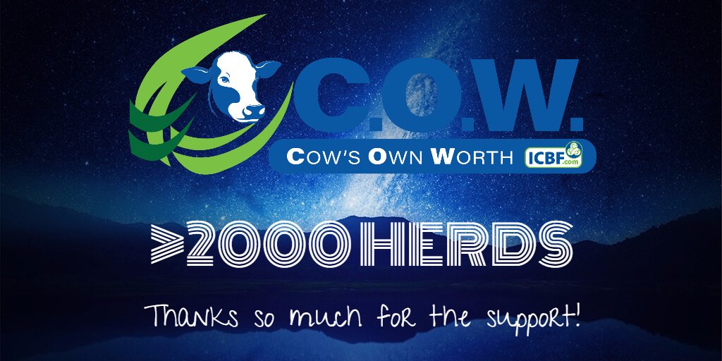 HerdPlus's tweet photo. The new C.O.W. profile has been accessed by over 2,000 distinct herds since it was launched ten days ago. This is an impressive milestone to reach and shows just how much interest dairy farmers, including people from the breeding industry have in the C.O.W. profile. #COWtocull https://t.co/X7mt6brSOD