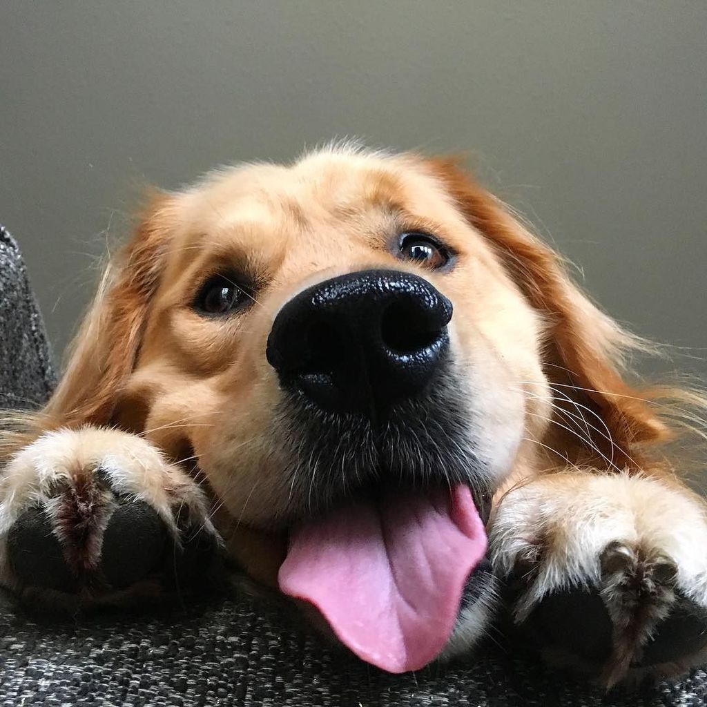 BandanaJax's tweet image. Watching my pawrents eat their dinner likeeeeeee 🤤🤤🤤 .
#uhmhello #gimmesome #hungryhippo 😜❤️ ift.tt/2hE6447