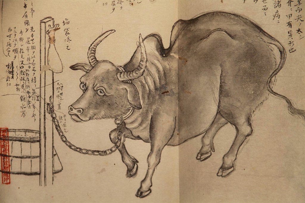 MarbleRanch's tweet photo. The Wagyu originally comes from a branch of cattle Asian origins dating back 35.000 years ago. There was some influence of European cattle on race but this ended in 1919 when the Japanese government ordered the closure of livestock imports. https://t.co/gvw9qQkMGZ
