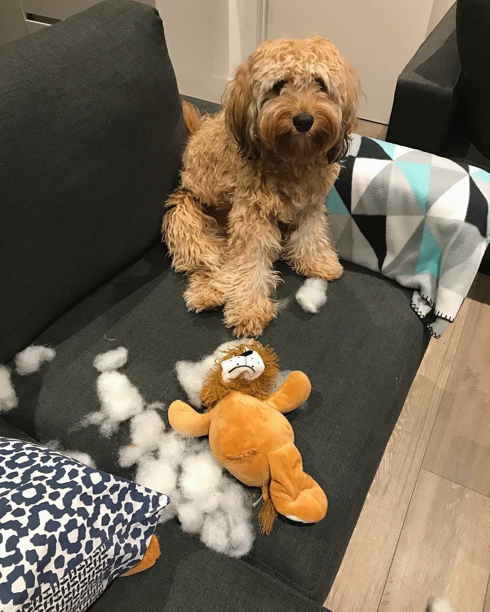 DestructionDogs's tweet image. Title: 'Do not try to fight a lion if you are not one yourself'
Artist: Leonardo Di Barkio
Materials: Plush lion
#destructiondogs #dogsarethebest #doggo #dog #puppy #pup #cute #pet #pets #animals #petstagram #petsagram #photooftheday #cavoodle #dogsofmelbourne