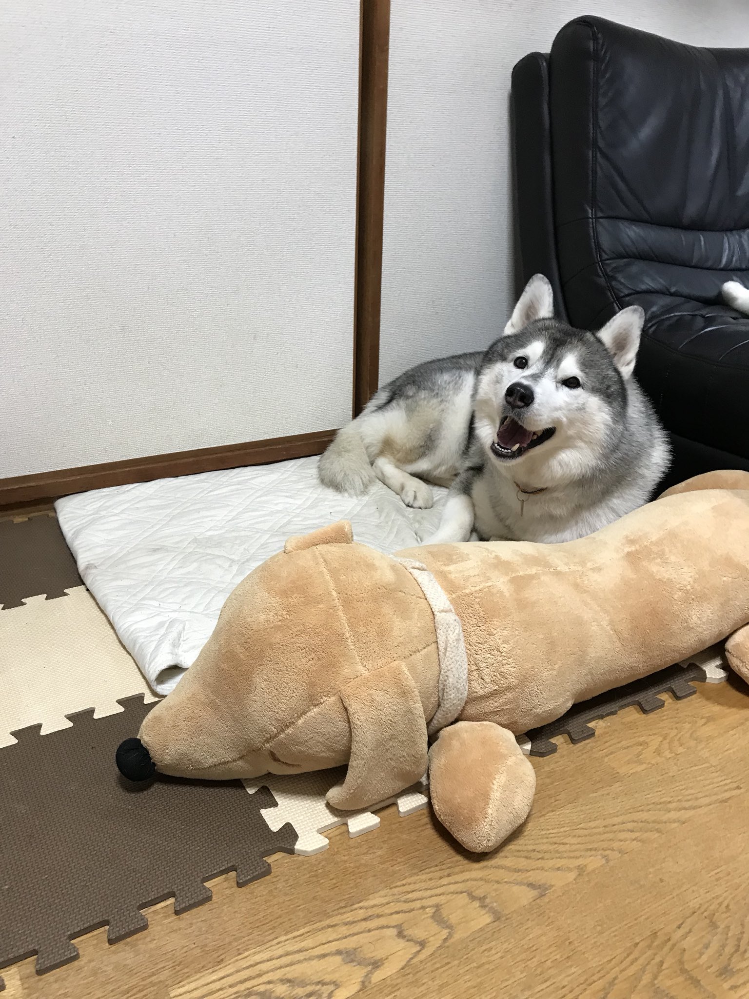 プピプピ文太 顎置きにされる元抱き枕のダックス君と 満足げな文太 シベリアンハスキー T Co Qciafe3pyv Twitter