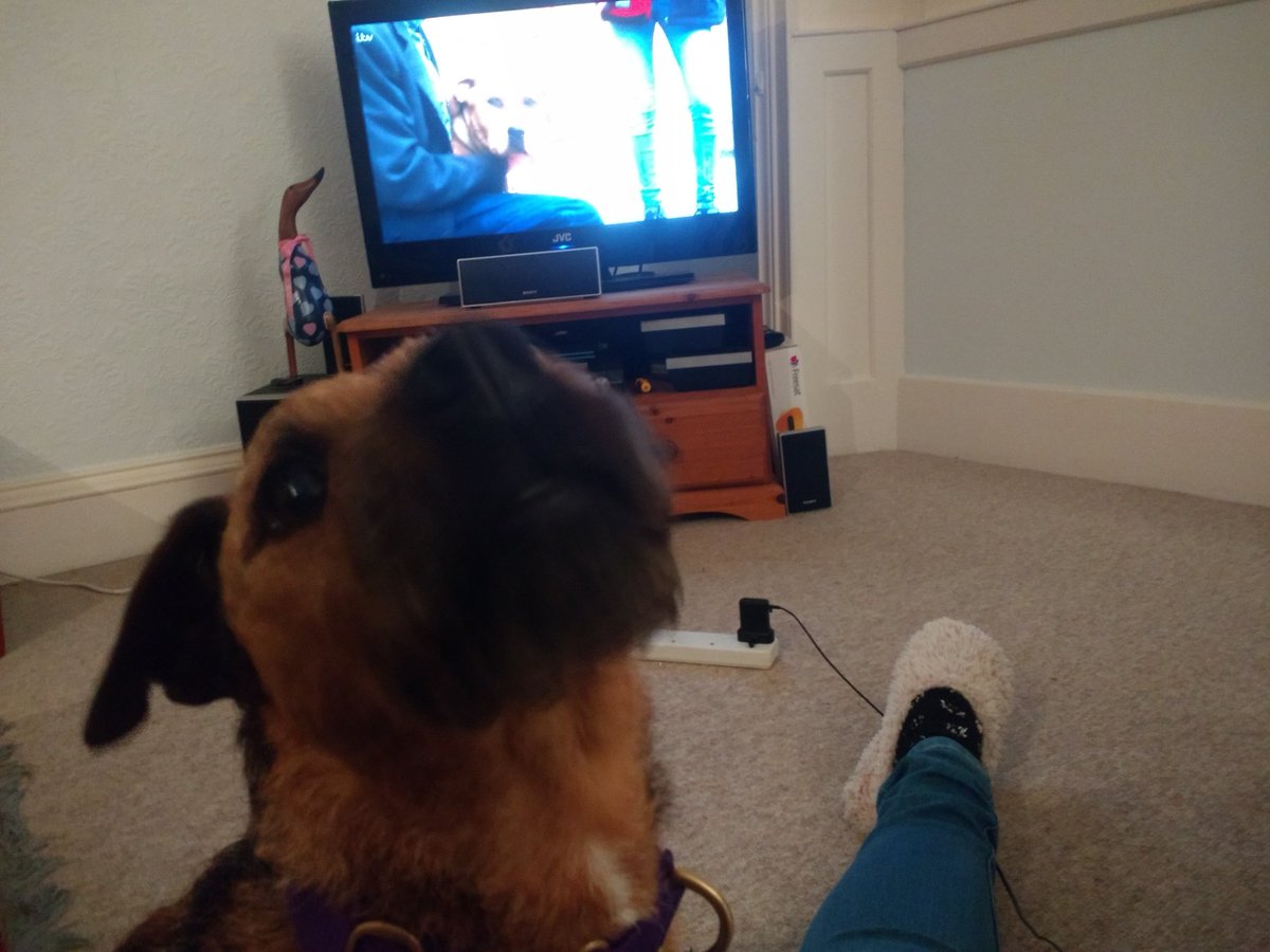 StephRose_01's tweet photo. #pogdogs with the new addition. #rescuedog https://t.co/HmENlQ83R6