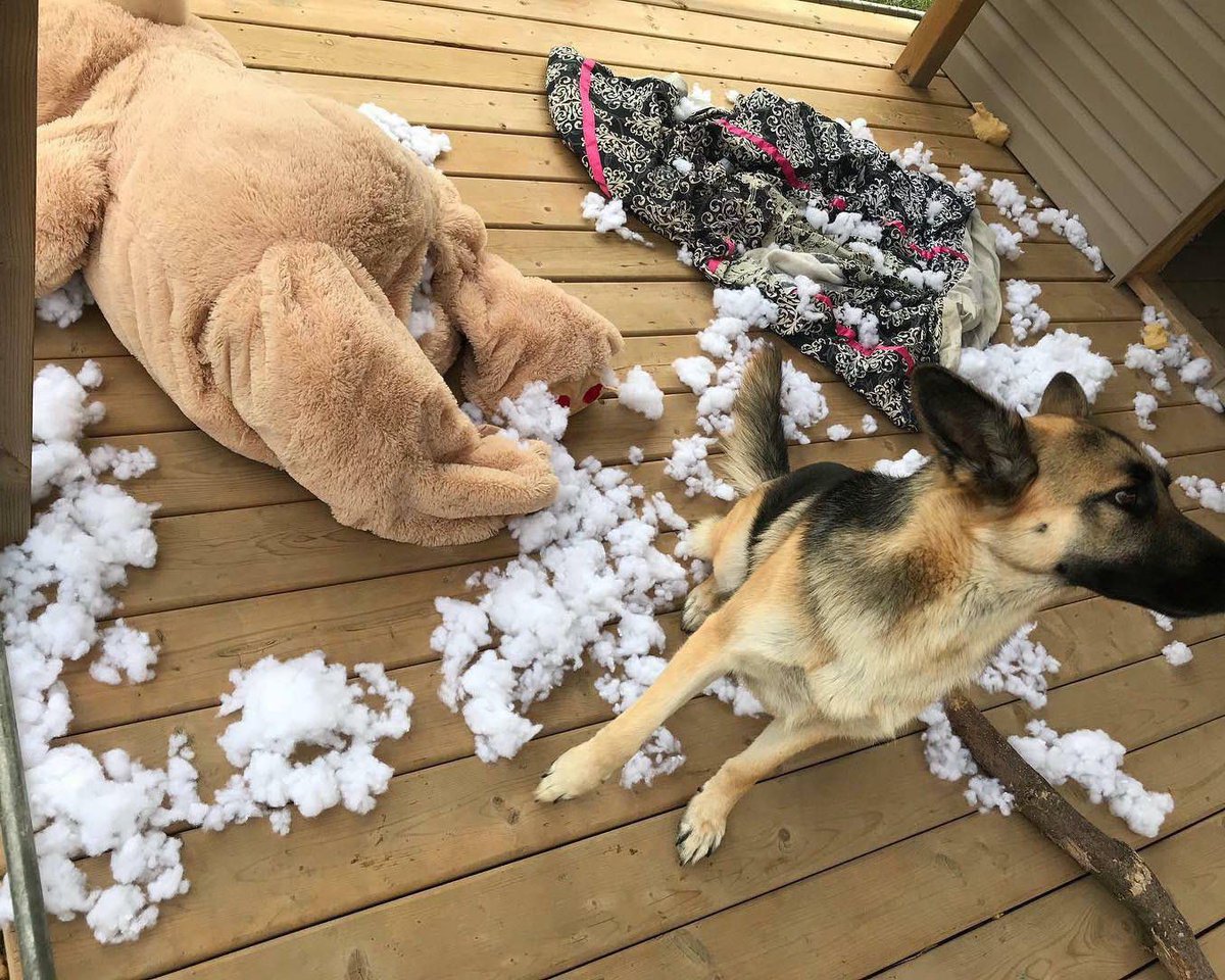 DestructionDogs's tweet image. Title: 'German Shredder'
Artist: Piper
Materials: Plush bear (big) &amp;amp; dog bed
#destructiondogs #doggo #friyay #germanshepherd #german #gsd #dog #puppy #pup #cute #instagood #dogs_of_instagram #pet #animal #petstagram #petsagram #photooftheday #dogsofinstagram