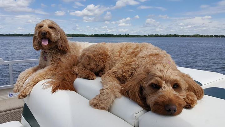 viaggiopontoon's tweet photo. They look comfy! Thanks to Shawn Shultz for sharing! π π π #MistyHarborDogs #PontoonDogs #BoatDogs #MistyLife https://t.co/8DJpFy89sx