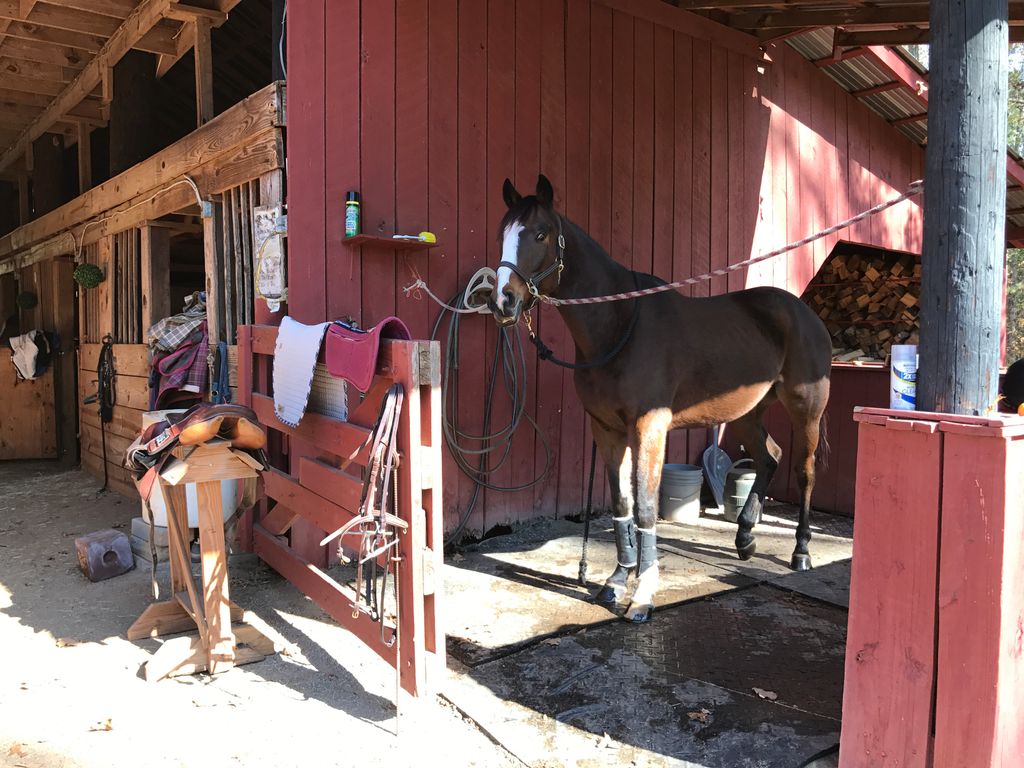 mdfreeland's tweet photo. Today was pretty awesome- got back in the saddle🐎 AND had a fantastic call with my little sis and my business partner. 💼 #CEO #IntrovertCEO #Introvertpower #FreelandEventing #WorkFromHome #WorkFromAnywhere https://t.co/1W6wnJ7kTq