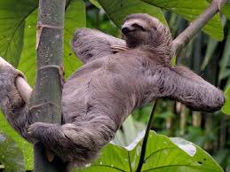 AshleyAnimals11's tweet photo. My weekend goals https://t.co/v7HprygV8Q