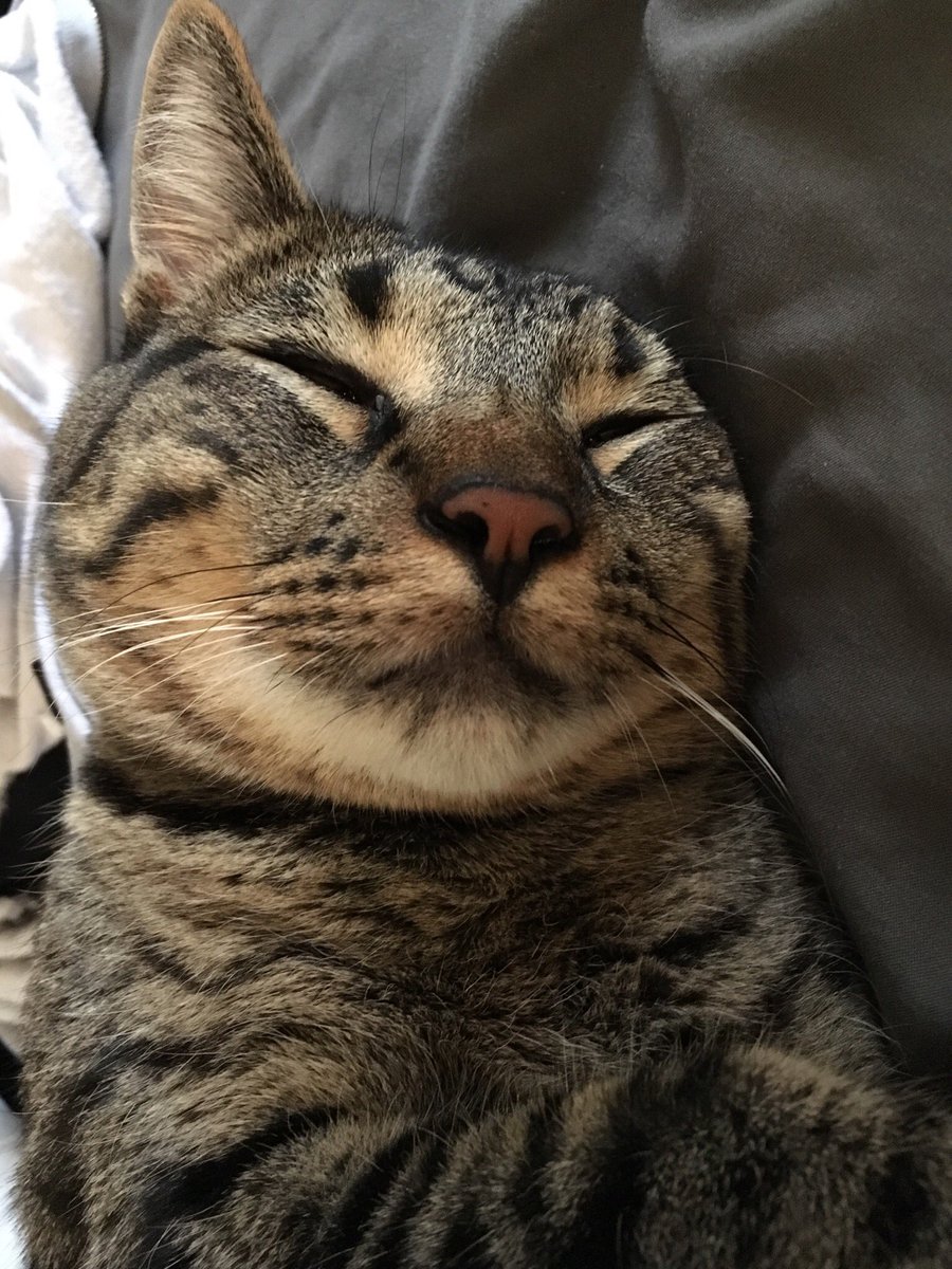 Thor_Witcher's tweet image. Meow