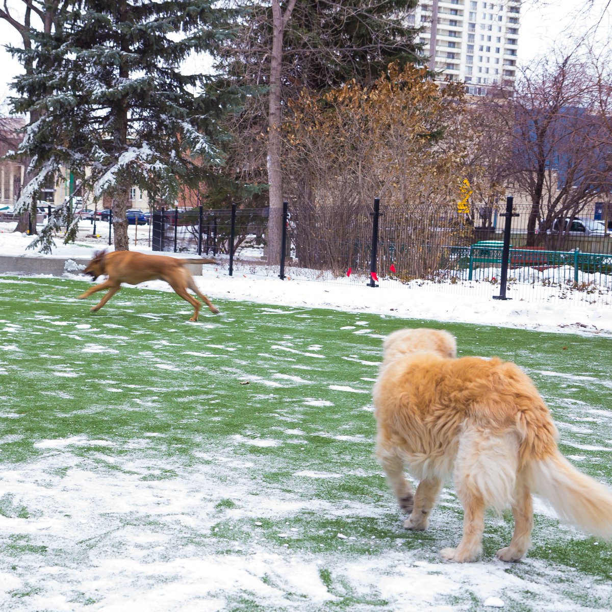 BrianTDBowman's tweet photo. Today was more of a leash-cutting than a ribbon-cutting! Proud to open #Winnipeg's first Downtown Dog Park this morning. Another great amenity for Winnipeggers who live, work, or play downtown! https://t.co/uxO56Ngt74 https://t.co/MVQCp9pUEb