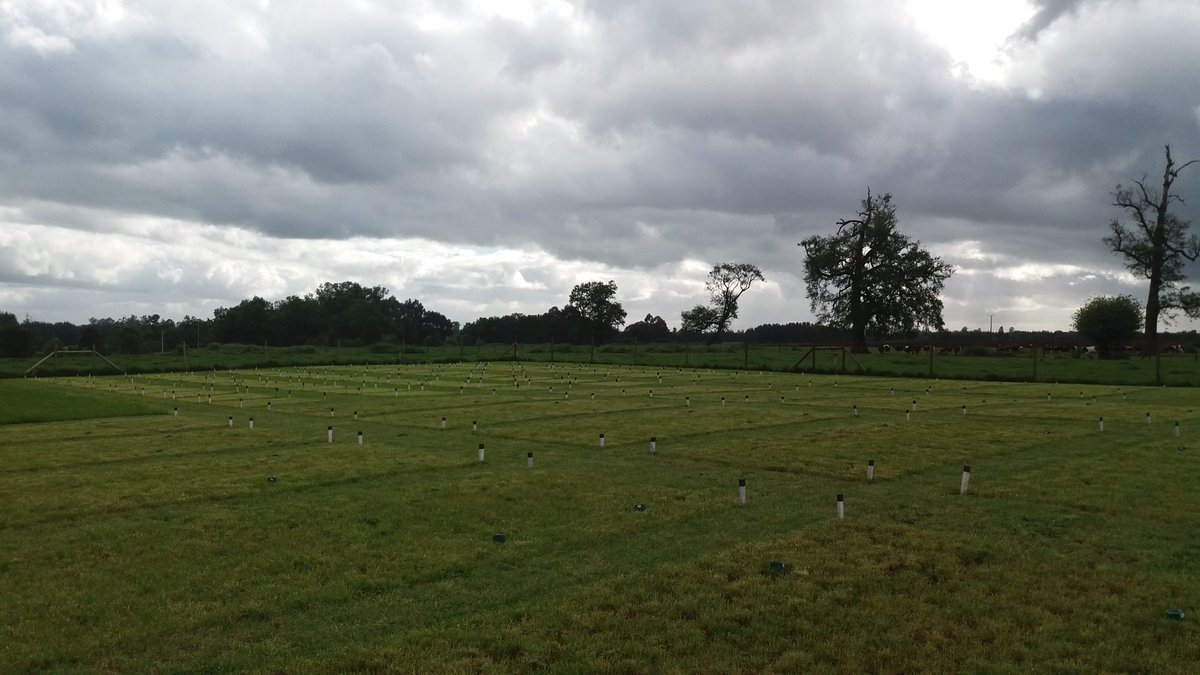 Revisando experimentos  de campo con uso de purines y partiendo con una nueva evaluación próxima semana