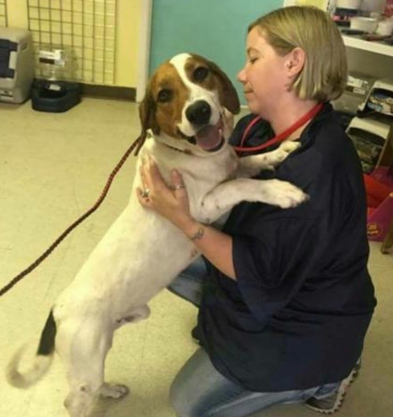 Dino was rescued on the day he was going to be put to sleep. 

He's a great looking 2 1/2 yr old Basset/Beagle mix.

Help us find Dino a forever home!