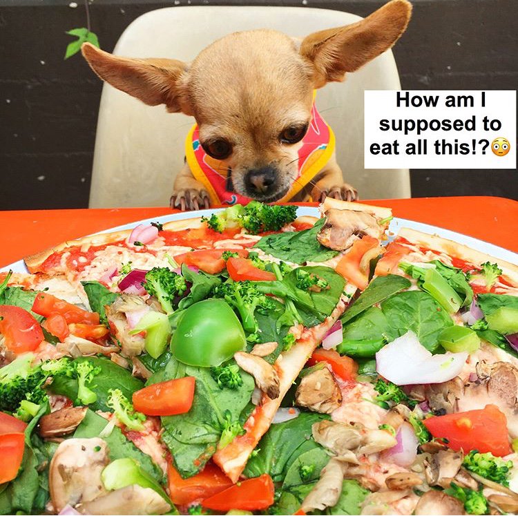 Pup friendly and owner approved! We love all our #TPiePizzaJoint family.