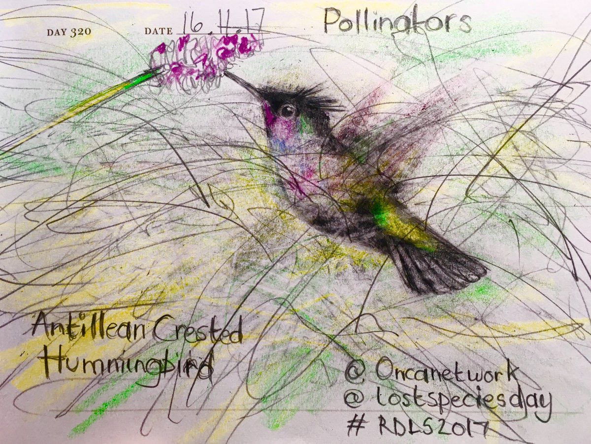 Venster67's tweet photo. One Sketch A Day_16.11.17
'Antillean Crested Hummingbird'
@oncanetwork @lostspeciesday #RDLS2017 #pollinator #sketch https://t.co/Lof9bOSqT5