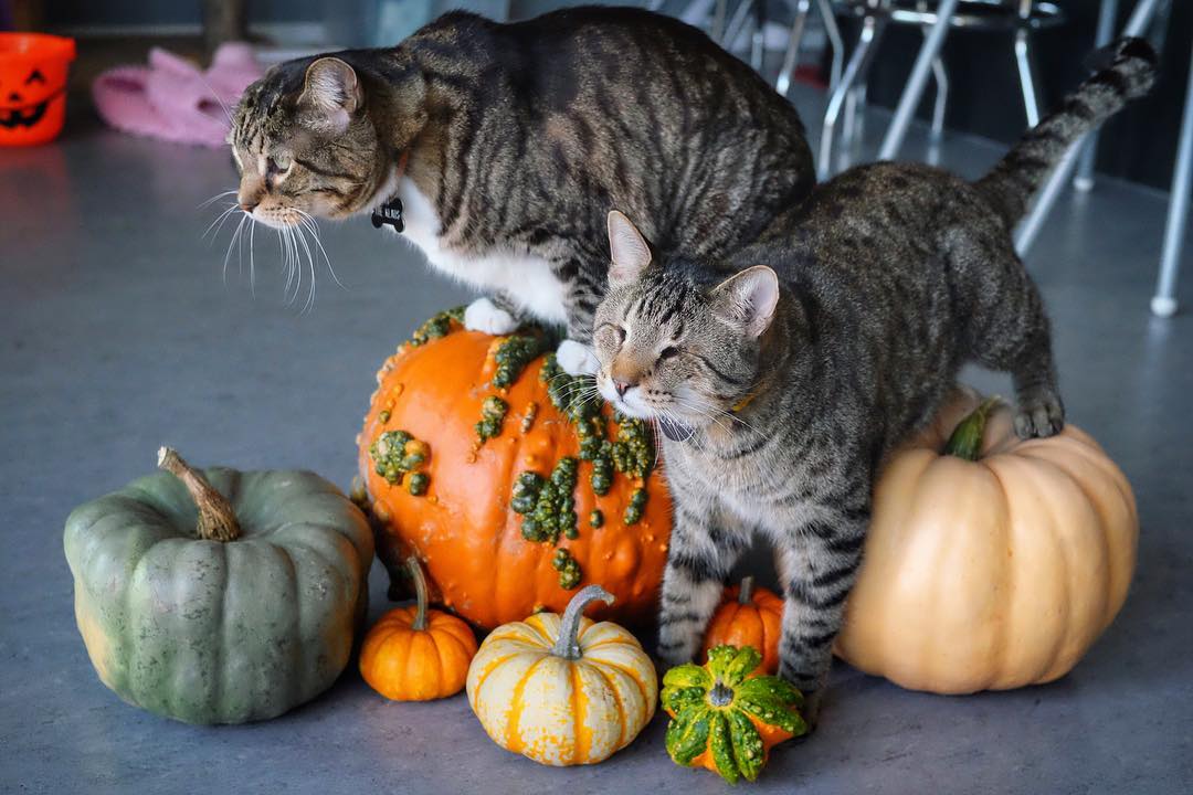 Check out these fall felines. Your chance to meet <a href="/OskarKlaus/">Oskar Klaus</a> is just 2 days away! Check out our website for all the details: petinsider.com/petcon/