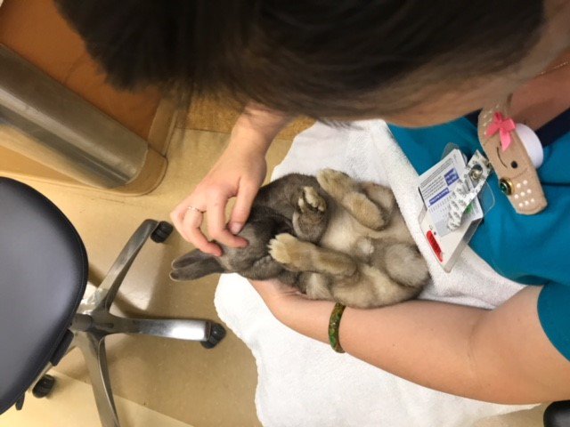 Everyone loves it when Pancakes the rabbit visits the #SFVAMC! Thank you <a href="/sfspca/">San Francisco SPCA</a> for your partnership and supporting our Veterans with Animal Assisted Therapy.  #Veterans #pettherapy