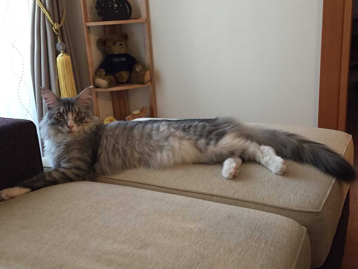 Yumi 明場由美子 英語発音コーチ 無事帰国 我が家のお猫様はやっとご機嫌直してくれたかな