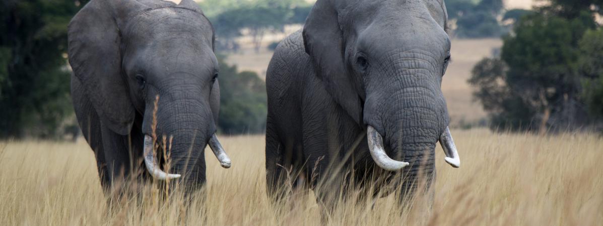 franceinfo's tweet photo. L'administration de Donald Trump réautorise l'importation de trophées d'éléphants https://t.co/0NX7EYpY75 https://t.co/hPhuLfAs6s