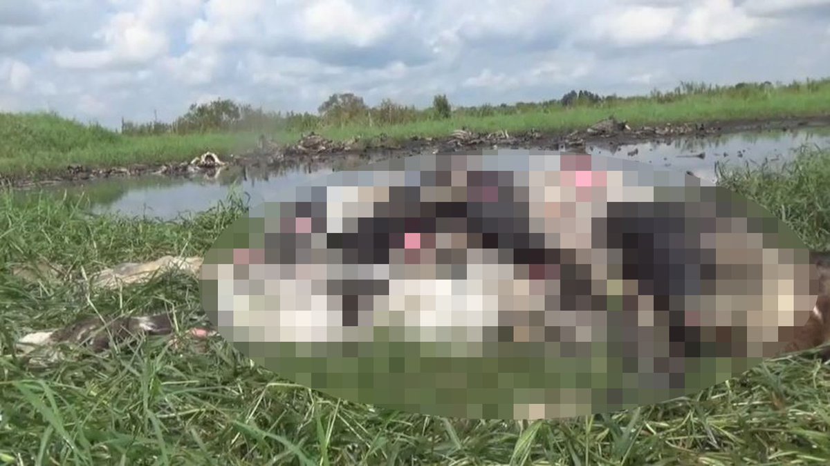 #BREAKING Arrest warrants issued after video shows pile of dead cows at dairy farm bit.ly/2mzNIDa?utm_so… https://t.co/xBY7CoKFBJ