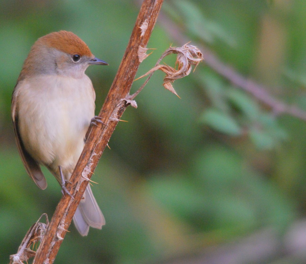 Minerva Sellés tweet media