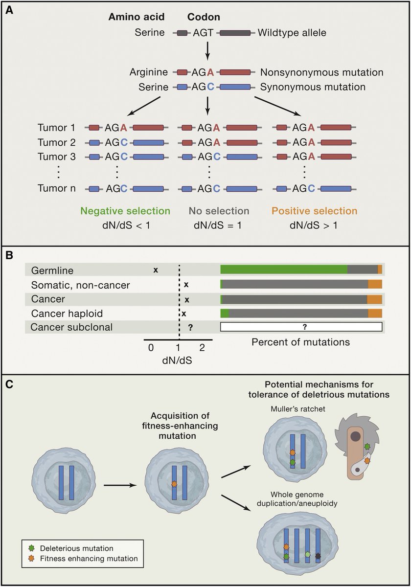 CellCellPress's tweet photo. 2 studies in this issue used #genomicsdatasets to interrogate selection in #cancerevolution. They found although somatic mutations are mainly neutral, they create hypermutation tolerance which defines many cancers! https://t.co/oMaBNJAFni (free) &amp; https://t.co/W1bRTKwINC https://t.co/C1FTHE0MYK