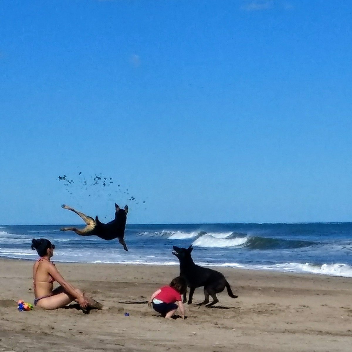 El perro volador. #MarDelPlata #PlayasDelSur