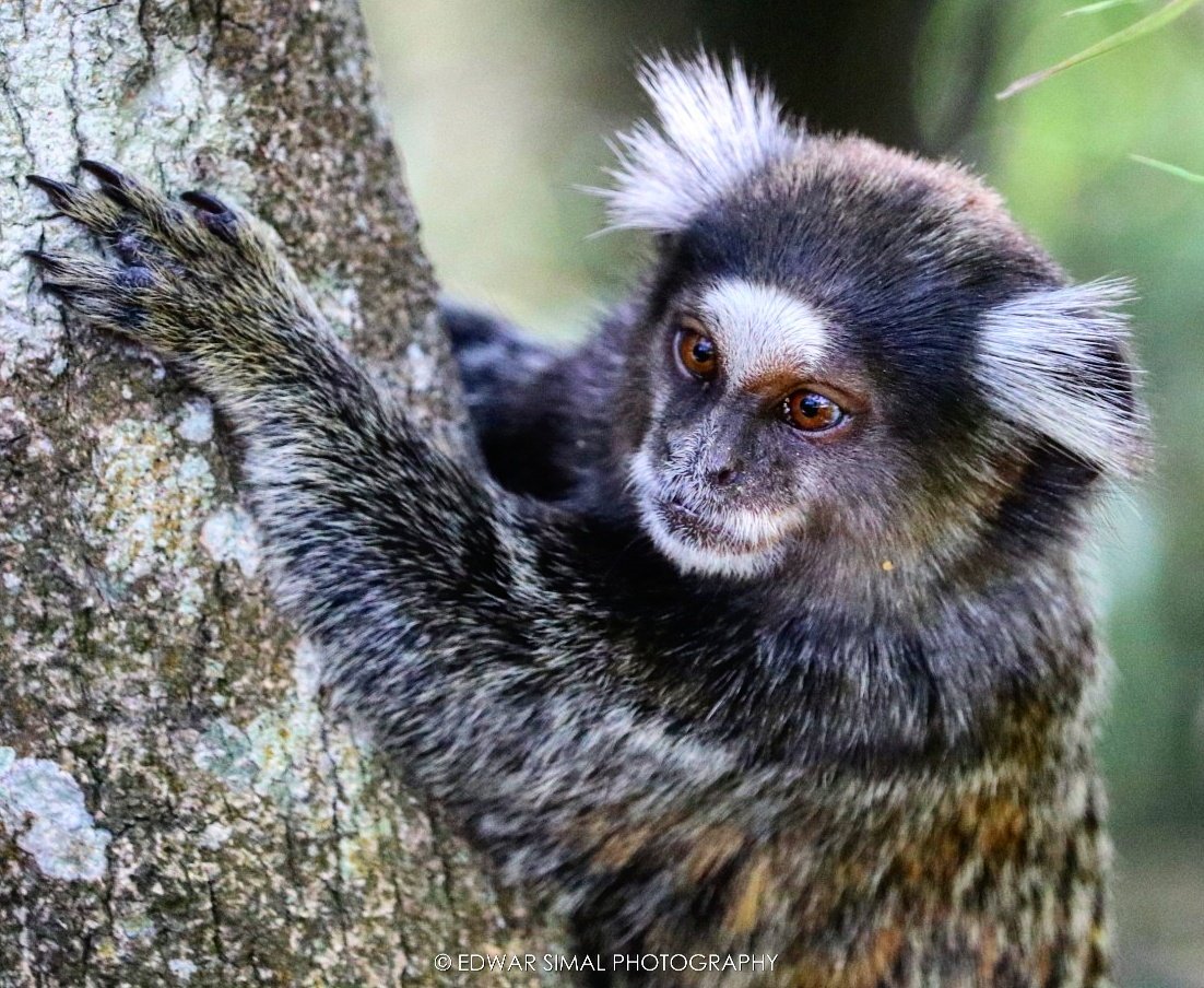 edwarsimal's tweet photo. Monkey. ||
#mico #tijuca #riodejaneiro #brasil #brazil #photooftheday #picoftheday #photo #photography #travel #traveller #traveler #travelling #lifestyle #life #beautiful #beautifulday #destination #worldmarvel #marvel #marvelous #thanks #nature #animal #wild https://t.co/rnFbO92ukY