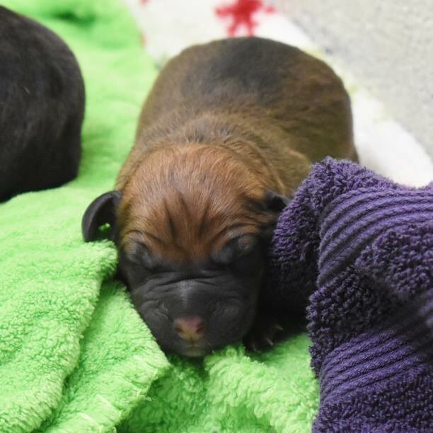 Special delivery at the Greenville Humane Society today! Momma Spaghetti has had her meatballs! Click here for the whole story: facebook.com/GvilleHumaneSo….