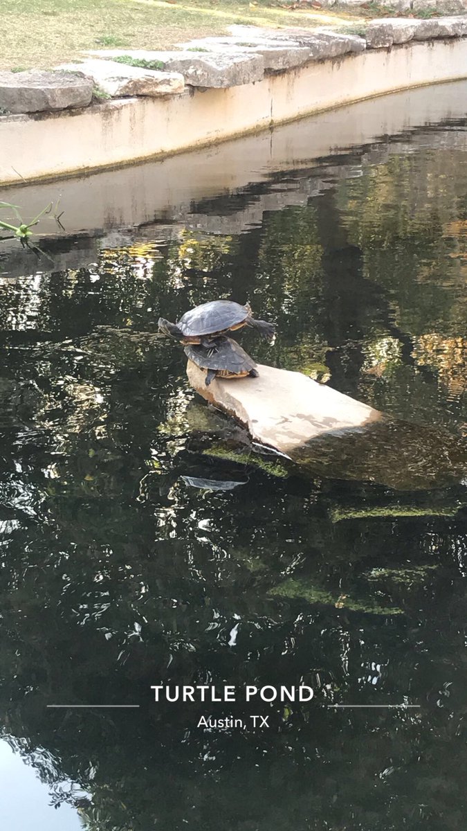 trinity_OG's tweet image. I wanna be as unstressed at UT as their turtles