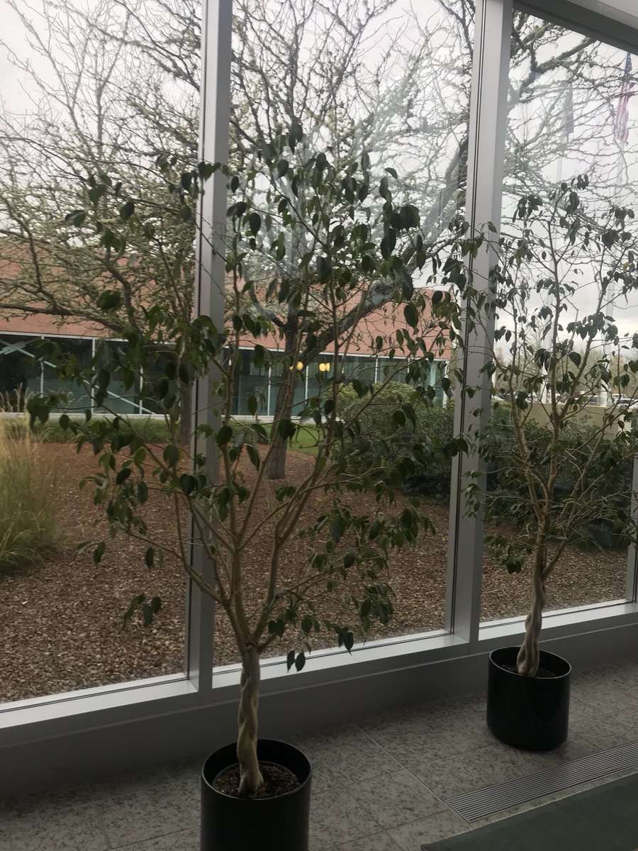 JaRomney's tweet photo. Do you think indoor trees taunt outdoor trees for their lack of leaves in the fall? #DeepTh🤔ughts https://t.co/STpir8xYsc