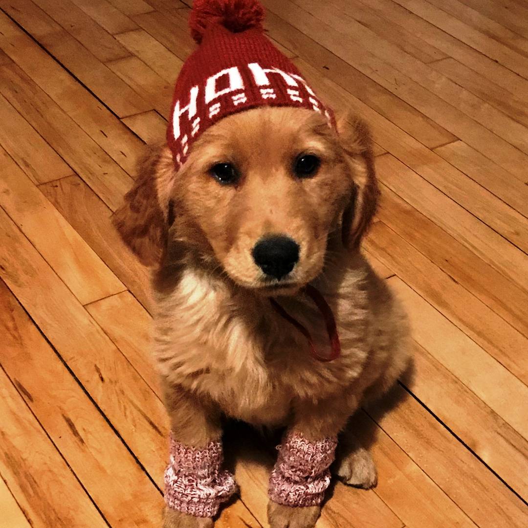 PetsBest's tweet photo. What?! #Winteriscoming? At least Ruthie is ready for the snow!

P.S. Welcome to the #PetsBest family Ruth❤️😊 https://t.co/kva5DFHR19