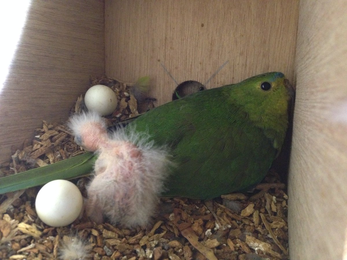 Where this parrot is It is urgent to know Or it’s not a parrot at all 24 Where this parrot is It is urgent to know Or it’s not a parrot at all 85